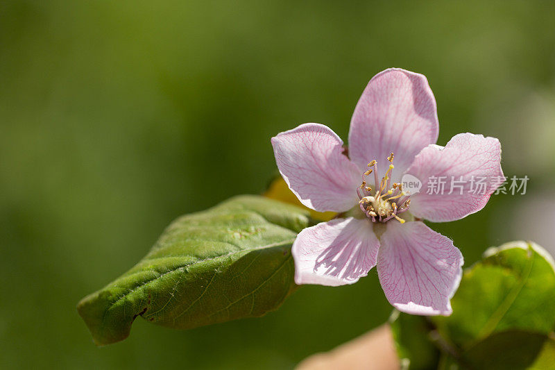 十五花Cydonia oblonga